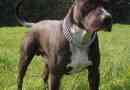 Staffordshire terrier lub amstaff